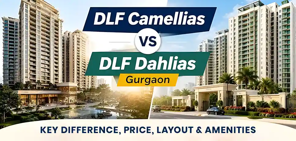 DLF Camellias vs DLF Dahlia
